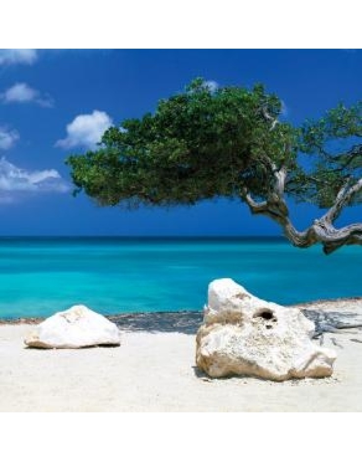 Tom Mackie Divi Divi Tree 61 x 91.5cm Maxi Poster