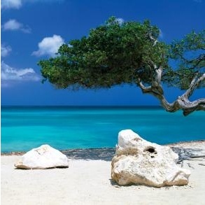 Tom Mackie Divi Divi Tree 61 x 91.5cm Maxi Poster